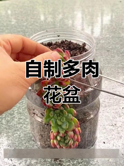 快递泡沫做盆栽？切割「凹槽种多肉」