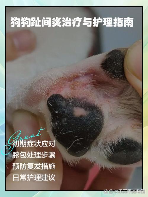 狗狗趾间炎怎么治疗？护理方法全解析