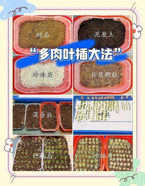 多肉植物叶插技巧？保持「土壤微湿」