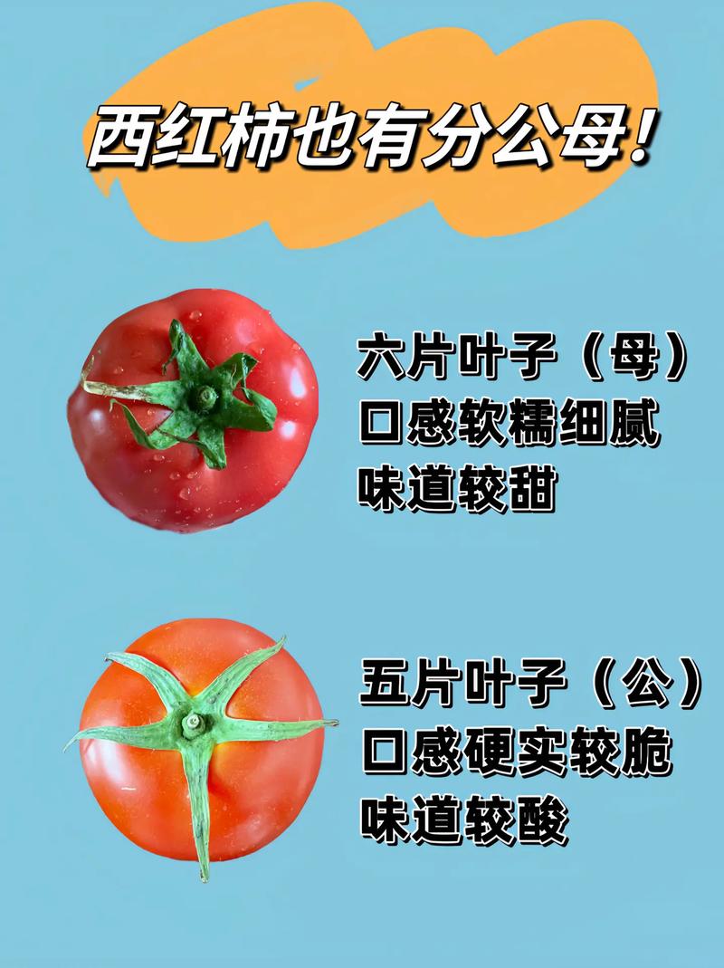 西红柿生吃和熟吃哪个更有营养？答案来了