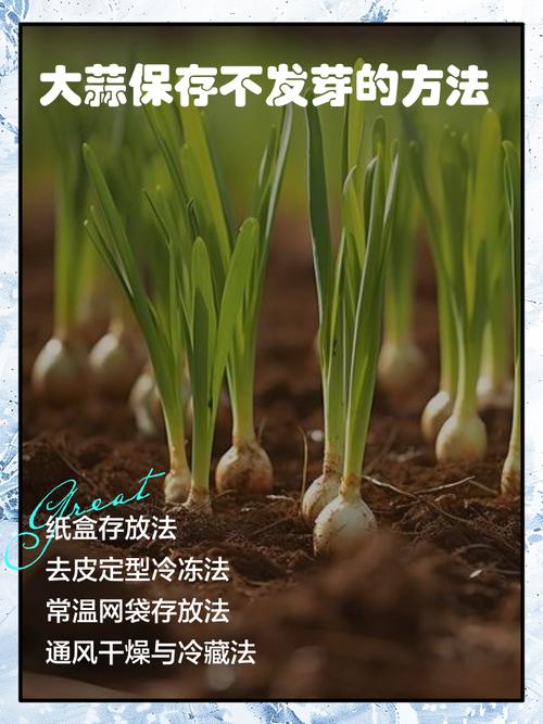 葱姜蒜怎么保存不发芽？试试这几种方法