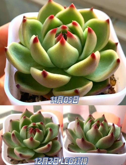 多肉植物光照误区!补光灯使用常见问题
