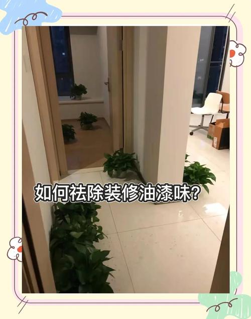 快速去除油漆味!新房入住小妙招