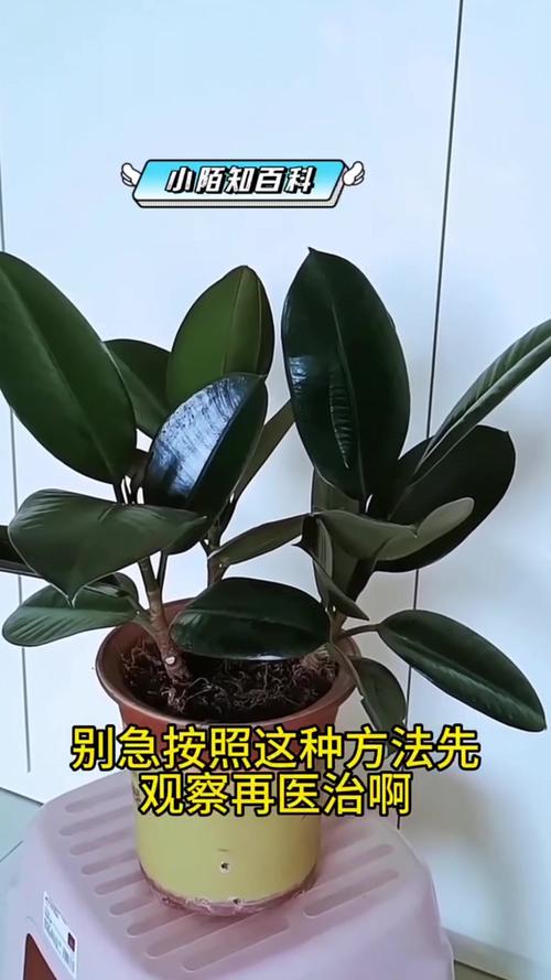 橡皮树掉叶?避免「频繁移动」