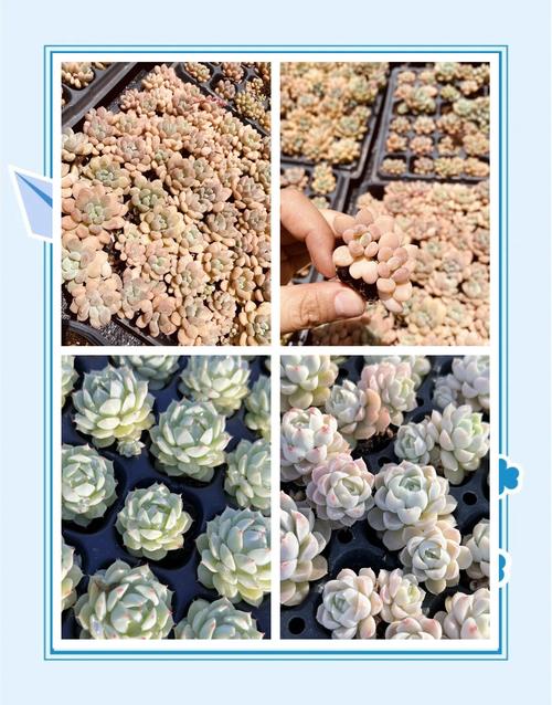 多肉植物怎么度夏?夏季养护难点解析