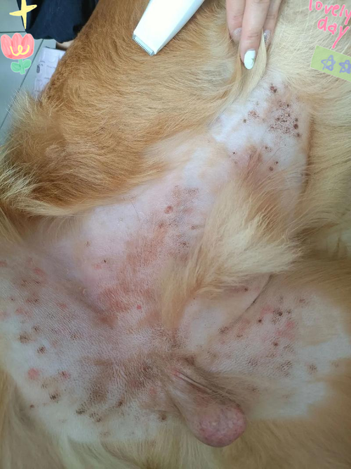 狗狗皮肤病?药浴「+ 补充鱼油」