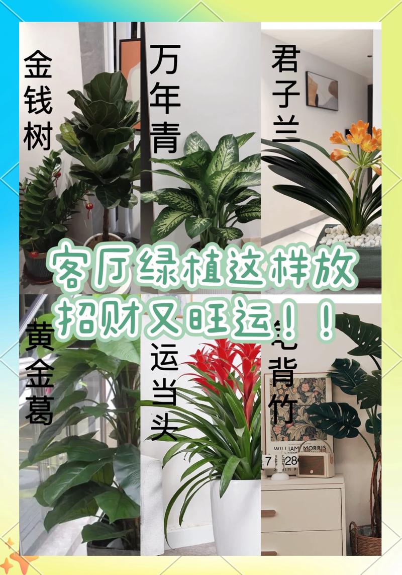 家居绿植，摆放位置有讲究