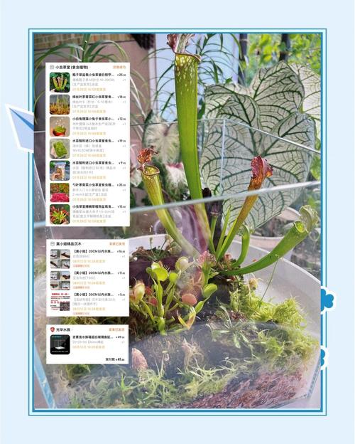 食虫植物组培苗驯化？湿度梯度降低