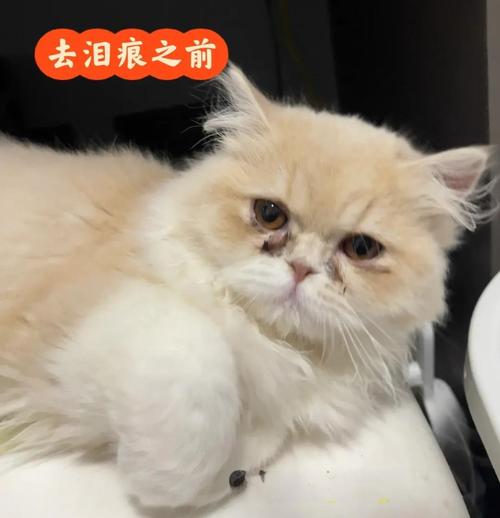 宠物泪痕去除术！生理盐水 + 棉签清洁法