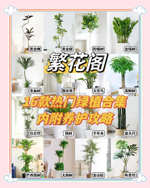 家居绿植，养护常见问题解答