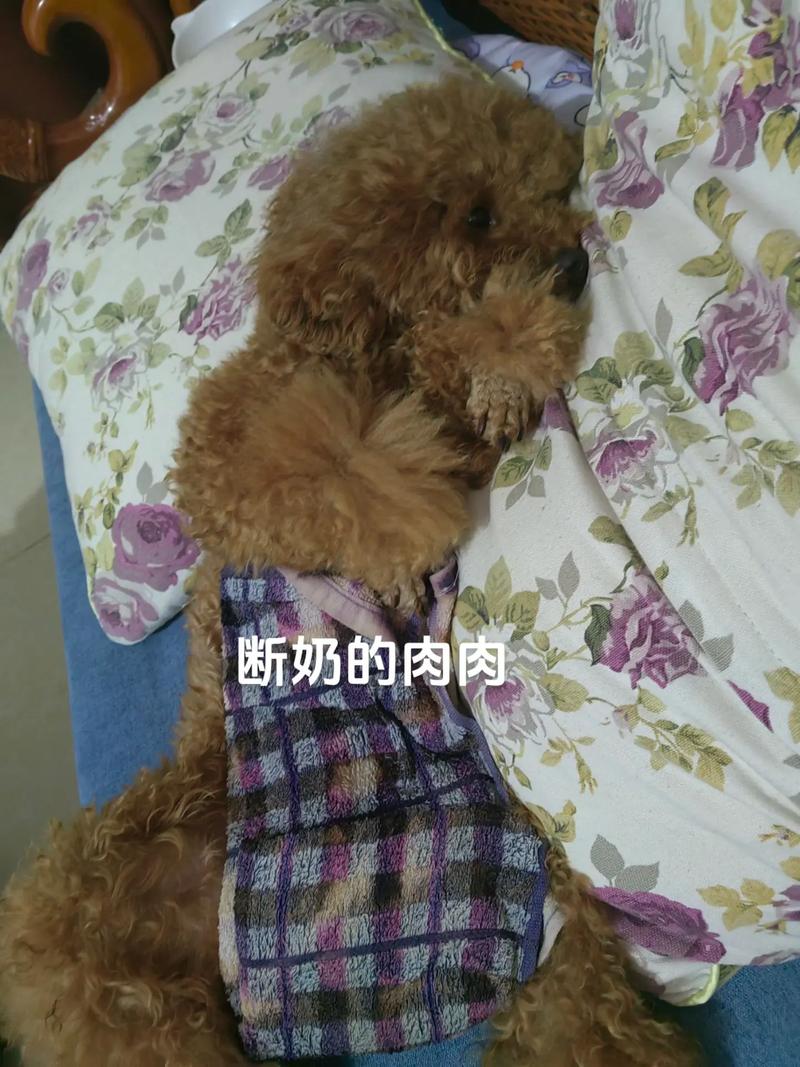 狗狗关节炎护理？使用「热敷垫」