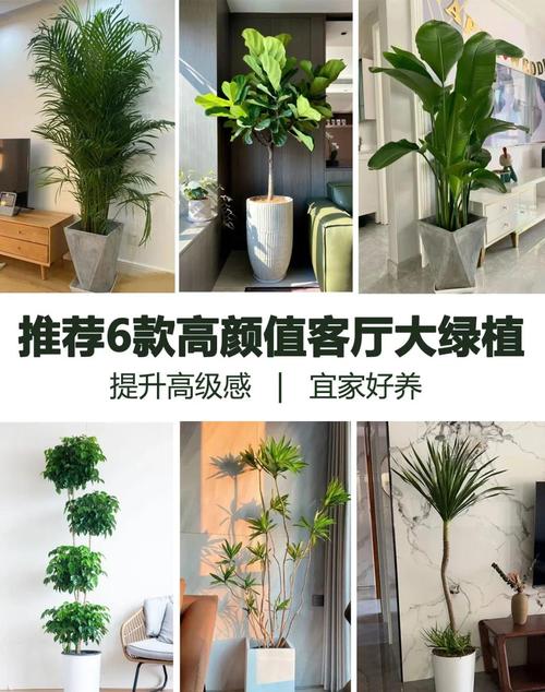 家居绿植摆放，让家更显生机