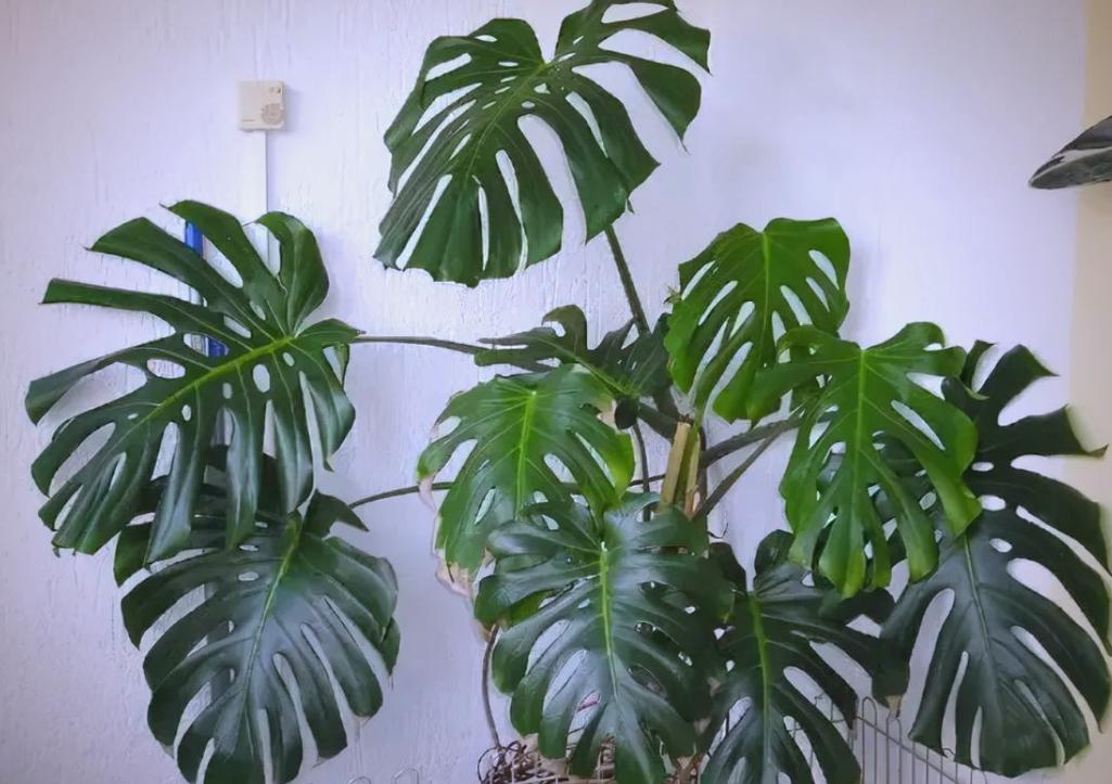 光照不足的耐阴植物