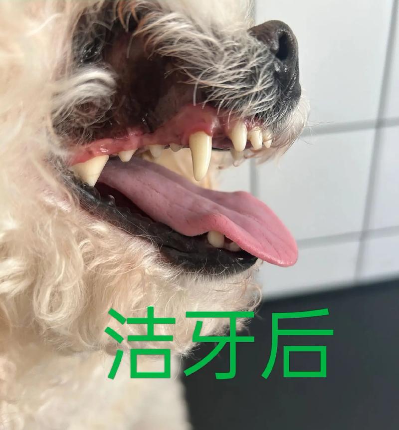 狗狗牙结石?用「超声波洗牙器」