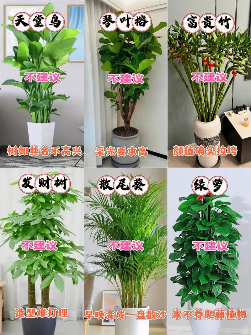 家居绿植摆放位置,你摆对了吗?