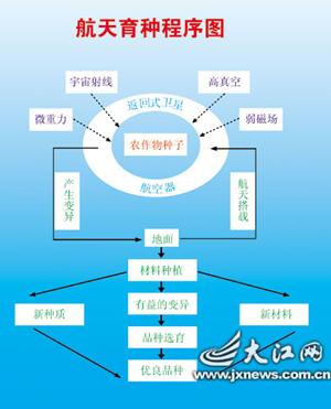 太空育种植物有何特殊优势?航天生物学应用